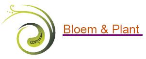 bloem en plant